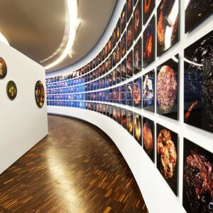 Metamorphosis Museum La 8 Ebene Ll